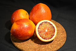 Sanguinelli Blood Orange (Citrus sinensis 'Sanguinelli') at Wolf's Blooms & Berries