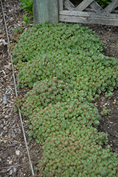 Lime Zinger Stonecrop (Sedum 'Lime Zinger') at Wolf's Blooms & Berries