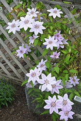 Nelly Moser Clematis (Clematis 'Nelly Moser') at Wolf's Blooms & Berries