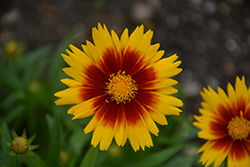 UpTick Gold and Bronze Tickseed (Coreopsis 'Baluptgonz') at Wolf's Blooms & Berries