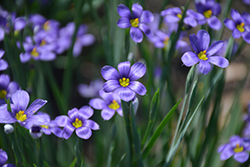 Lucerne Blue-Eyed Grass (Sisyrinchium angustifolium 'Lucerne') at Wolf's Blooms & Berries