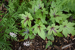Sugar And Spice Foamflower (Tiarella 'Sugar And Spice') at Wolf's Blooms & Berries