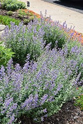 Purrsian Blue Catmint (Nepeta x faassenii 'Purrsian Blue') at Wolf's Blooms & Berries