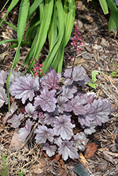 Dolce Silver Gumdrop Coral Bells (Heuchera 'Silver Gumdrop') at Wolf's Blooms & Berries