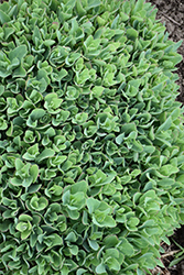 Carl Stonecrop (Sedum 'Carl') at Wolf's Blooms & Berries