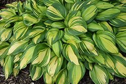 Rainbow's End Hosta (Hosta 'Rainbow's End') at Wolf's Blooms & Berries