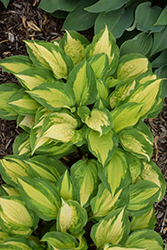 Island Breeze Hosta (Hosta 'Island Breeze') at Wolf's Blooms & Berries