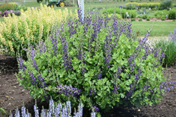 Decadence Sparkling Sapphires False Indigo (Baptisia 'Sparkling Sapphires') at Wolf's Blooms & Berries
