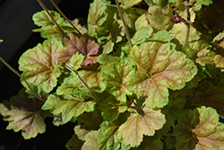 Miracle Coral Bells (Heuchera 'Miracle') at Wolf's Blooms & Berries