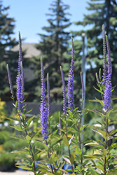 Blue Skywalker Speedwell (Veronica 'Blue Skywalker') at Wolf's Blooms & Berries