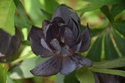 Wedding Party Dark and Handsome Hellebore (Helleborus 'Dark and Handsome') at Wolf's Blooms & Berries