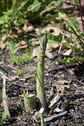 Jersey Giant Asparagus (Asparagus 'Jersey Giant') at Wolf's Blooms & Berries
