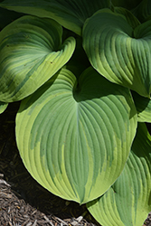 Earth Angel Hosta (Hosta 'Earth Angel') at Wolf's Blooms & Berries