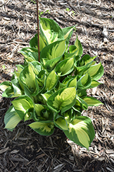 Whirlwind Hosta (Hosta 'Whirlwind') at Wolf's Blooms & Berries