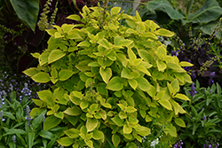 Premium Sun Lime Delight Coleus (Solenostemon scutellarioides 'Lime Delight') at Wolf's Blooms & Berries