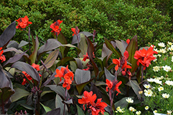 Cannova Bronze Scarlet Canna (Canna 'Cannova Bronze Scarlet') at Wolf's Blooms & Berries