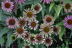 Green Twister Coneflower (Echinacea purpurea 'Green Twister') at Wolf's Blooms & Berries