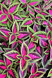 Ruby Road Coleus (Solenostemon scutellarioides 'Ruby Road') at Wolf's Blooms & Berries