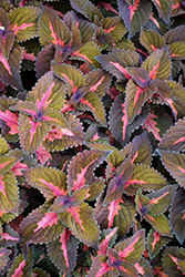 Main Street Sunset Boulevard Coleus (Solenostemon scutellarioides 'UF12-6-2') at Wolf's Blooms & Berries