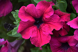 Sanguna Mega Purple Petunia (Petunia 'Sanguna Mega Purple') at Wolf's Blooms & Berries