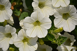 Dekko White Petunia (Petunia 'Dekko White') at Wolf's Blooms & Berries