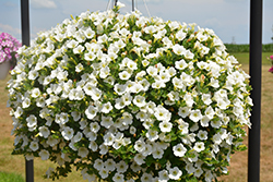 Dekko White Petunia (Petunia 'Dekko White') at Wolf's Blooms & Berries