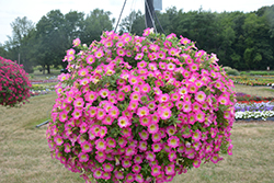 Supertunia Daybreak Charm Petunia (Petunia 'USTUN69002') at Wolf's Blooms & Berries
