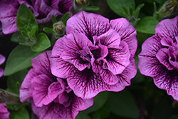 Veranda Compact Double Sugar Plum Petunia (Petunia 'Veranda Compact Double Sugar Plum') at Wolf's Blooms & Berries