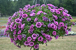 Veranda Compact Double Sugar Plum Petunia (Petunia 'Veranda Compact Double Sugar Plum') at Wolf's Blooms & Berries