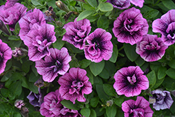 Veranda Compact Double Sugar Plum Petunia (Petunia 'Veranda Compact Double Sugar Plum') at Wolf's Blooms & Berries