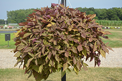 Sidekick Bronze Sweet Potato Vine (Ipomoea batatas 'Sidekick Bronze') at Wolf's Blooms & Berries