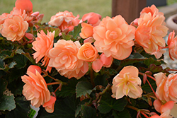 Fragrant Falls Peach Begonia (Begonia 'Fragrant Falls Peach') at Wolf's Blooms & Berries