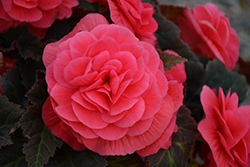 Nonstop Mocca Pink Shades Begonia (Begonia 'Nonstop Mocca Pink Shades') at Wolf's Blooms & Berries