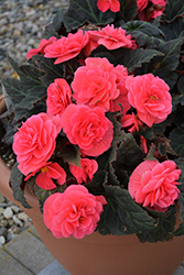 Nonstop Mocca Pink Shades Begonia (Begonia 'Nonstop Mocca Pink Shades') at Wolf's Blooms & Berries