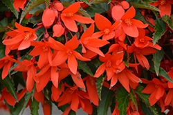 Waterfall Encanto Orange Begonia (Begonia boliviensis 'Encanto Orange') at Wolf's Blooms & Berries