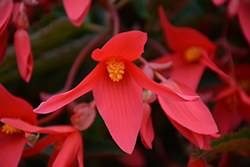 Waterfall Encanto Pink Begonia (Begonia boliviensis 'Encanto Pink') at Wolf's Blooms & Berries