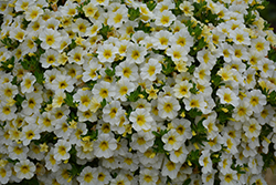MiniFamous Neo White + Yellow Eye Calibrachoa (Calibrachoa 'KLECA16314') at Wolf's Blooms & Berries
