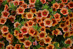 MiniFamous Neo Orange + Red Eye Calibrachoa (Calibrachoa 'KLECA16334') at Wolf's Blooms & Berries