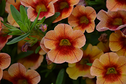 MiniFamous Neo Orange + Red Eye Calibrachoa (Calibrachoa 'KLECA16334') at Wolf's Blooms & Berries