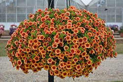 MiniFamous Neo Orange + Red Eye Calibrachoa (Calibrachoa 'KLECA16334') at Wolf's Blooms & Berries