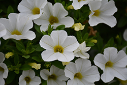 MiniFamous Uno White Calibrachoa (Calibrachoa 'KLECA17002') at Wolf's Blooms & Berries