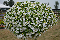 MiniFamous Uno White Calibrachoa (Calibrachoa 'KLECA17002') at Wolf's Blooms & Berries