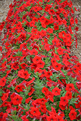 Easy Wave Red Petunia (Petunia 'Easy Wave Red') at Wolf's Blooms & Berries