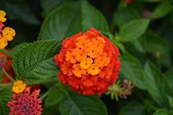 Lucky Red Lantana (Lantana camara 'Lucky Red') at Wolf's Blooms & Berries