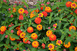 Lucky Red Lantana (Lantana camara 'Lucky Red') at Wolf's Blooms & Berries