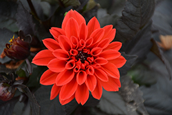 Temptation Orange Dahlia (Dahlia 'Temptation Orange') at Wolf's Blooms & Berries