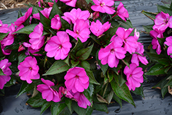 SunPatiens Compact Purple New Guinea Impatiens (Impatiens 'SAKIMP037') at Wolf's Blooms & Berries