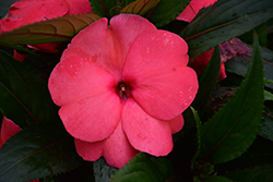 Magnum Hot Pink New Guinea Impatiens (Impatiens 'Magnum Hot Pink') at Wolf's Blooms & Berries