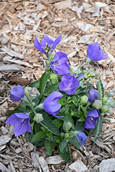 Twinkle Blue Balloon Flower (Platycodon grandiflorus 'Twinkle Blue') at Wolf's Blooms & Berries