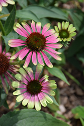 Green Twister Coneflower (Echinacea purpurea 'Green Twister') at Wolf's Blooms & Berries